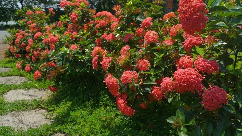 Infographic phân biệt mẫu đơn thật Paeonia và mẫu đơn ta Ixora theo bông hoa, lá và hình dáng cây.