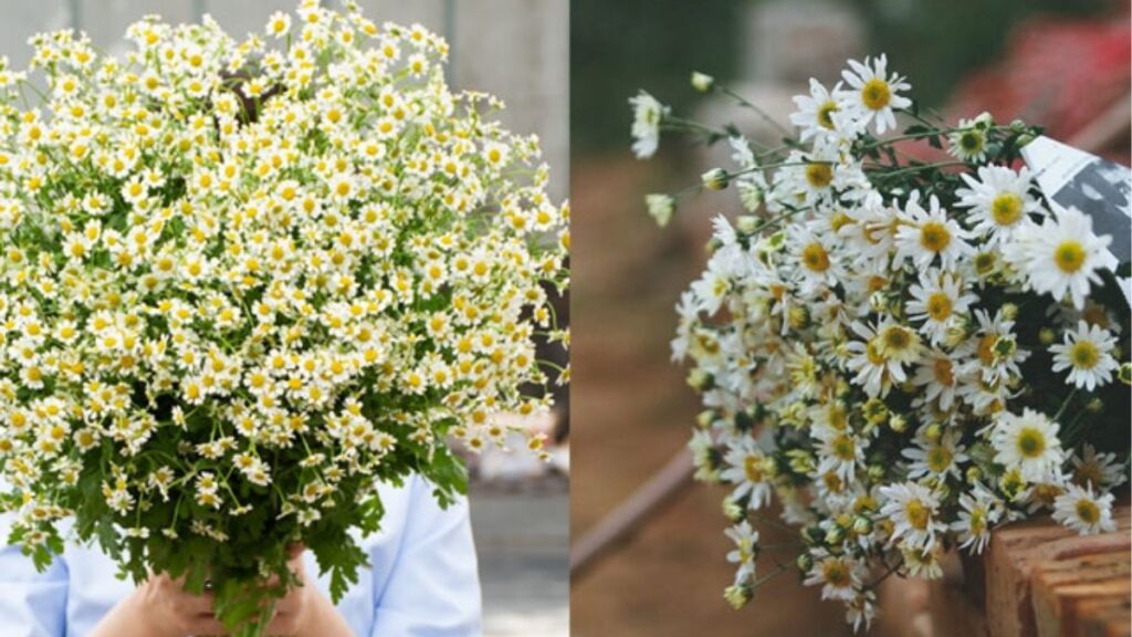 Cúc họa mi trắng tâm vàng bên cạnh những bông cúc chi vàng nhỏ.