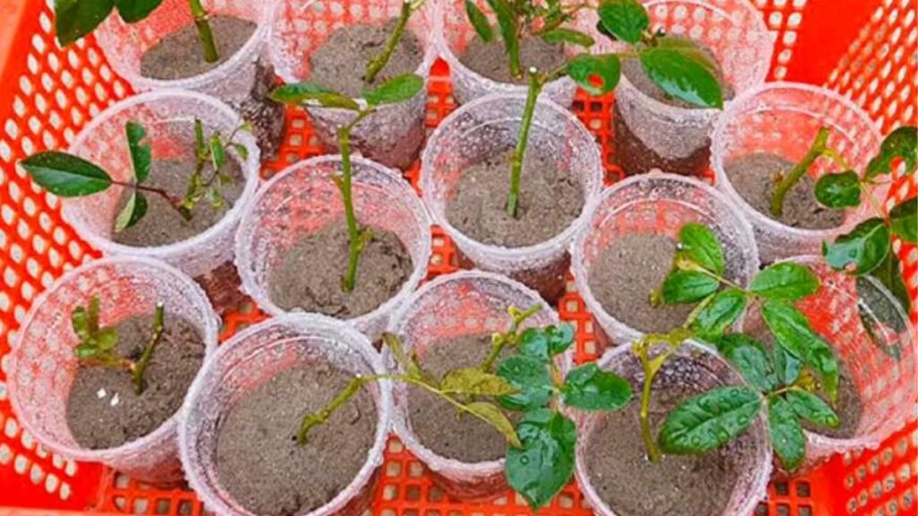 So sánh cành hoa hồng được giâm trong giá thể đất, cát và bình nước.