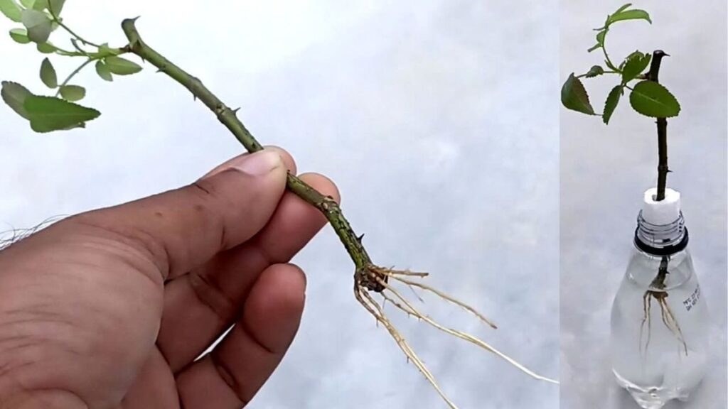 Sơ đồ điều kiện thích hợp giâm hoa hồng và những điều kiện bất lợi như nắng gắt, mưa úng.