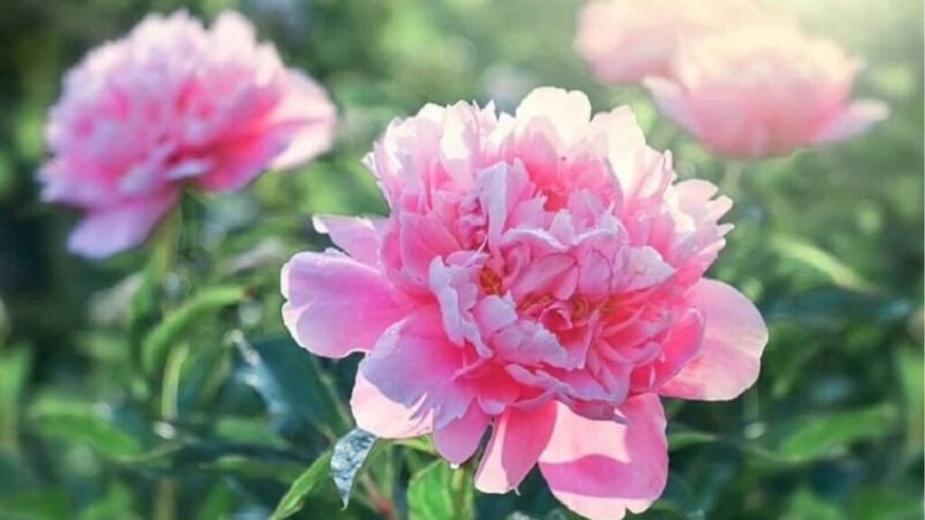 Infographic so sánh điều kiện khí hậu thích hợp với mẫu đơn thật Paeonia và mẫu đơn ta Ixora.