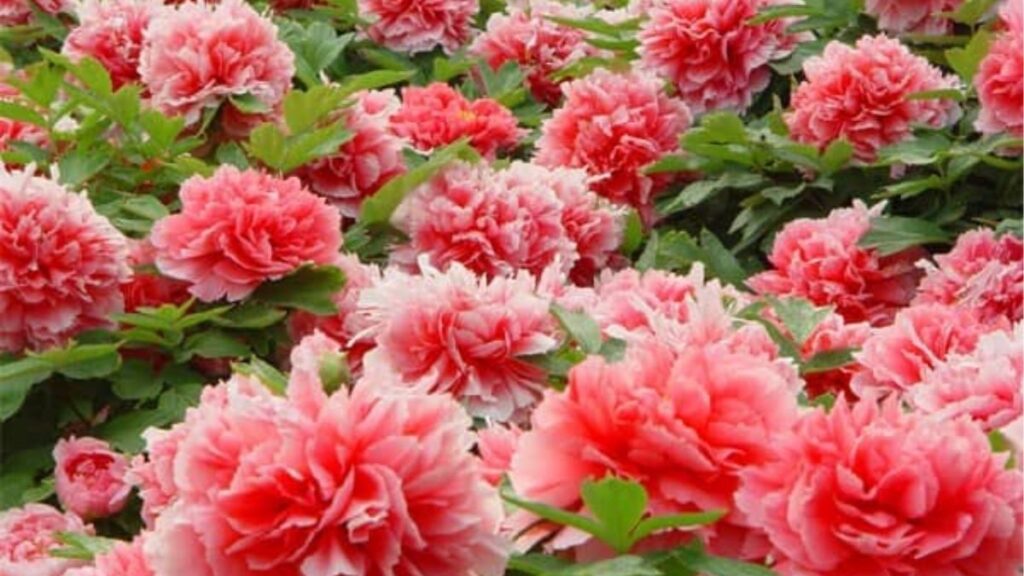 Bình hoa mẫu đơn đỏ và hồng với những bông lớn nhiều cánh.